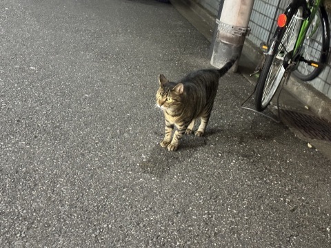 写メ