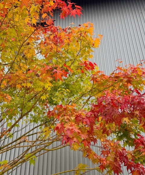 写メ